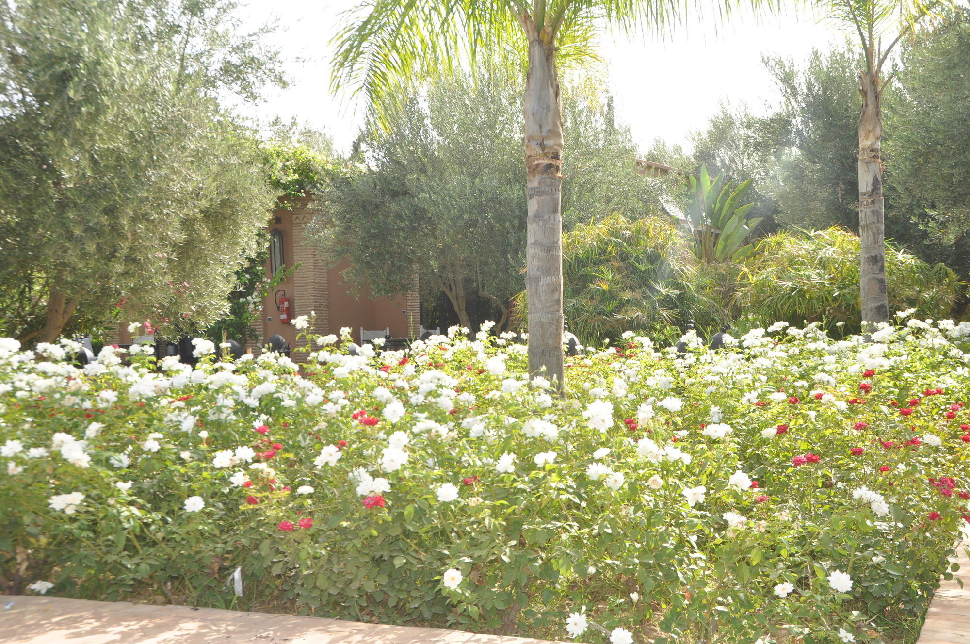 Jawad Riad